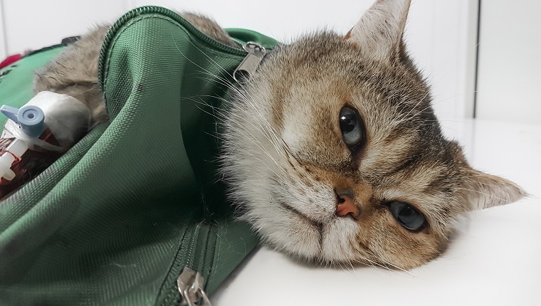 close up.a sick cat lying on the surgical table in the hospital