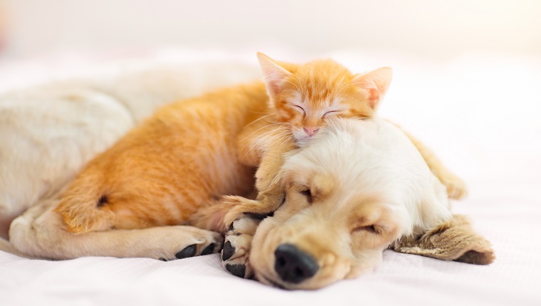 Cat and dog sleeping together. Kitten and puppy taking nap. Home pets. Animal care. Love and friendship. Domestic animals.