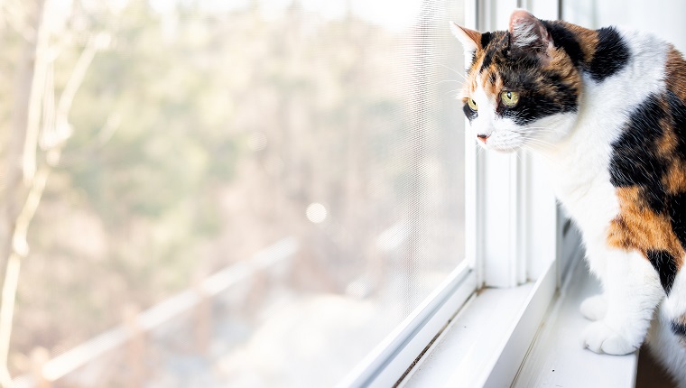 Female cute one calico cat closeup of face standing on windowsill window sill looking staring behind curtains blinds outside