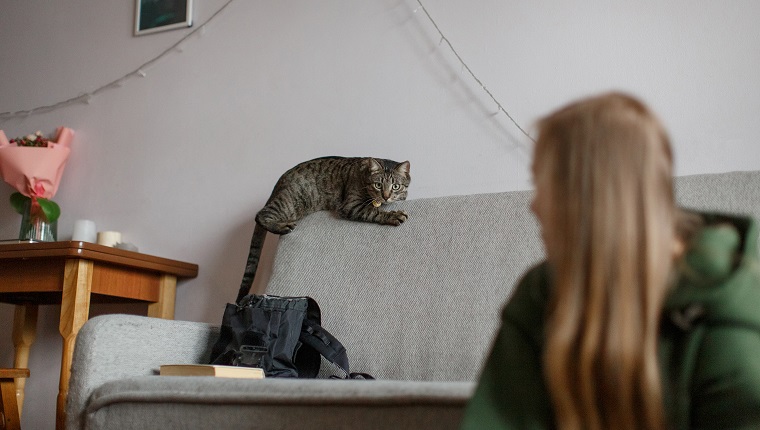 Curious striped grey cat lays on the back of the grey sofa. Cat looks on something forward with interest. Young woman with long hair is on the foreground, table with bouquet is on the background