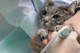 Reception at the veterinary clinic. Close up veterinarian makes an abdominal ultrasound to the grey cat on the medical table. soft focus