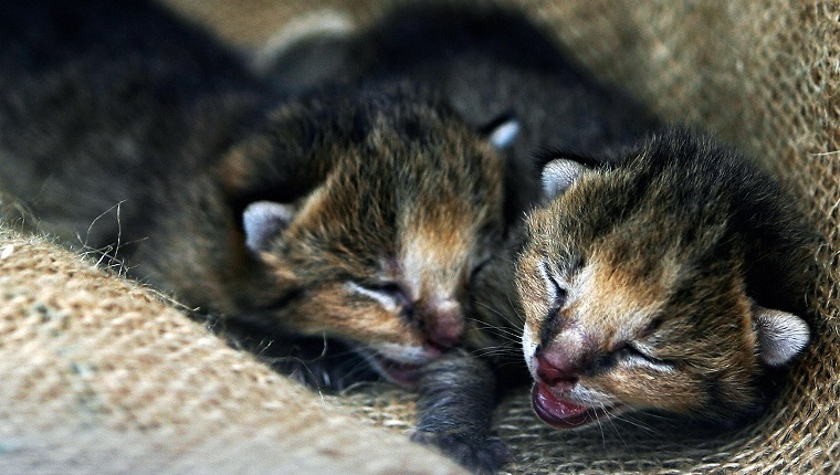 Mumbai, INDIA: Two, less than a week old kittens of jungle cat (lebis Chaus) lie inside the forest department office in Mumbai, 11 June 2007. Three abondoned kittens, found in the jungles of Aarey milk colony, on the outskirts of the city, were later handed over to the forest authorities, likely to be released in the Borivali national park in Mumbai. AFP PHOTO/Pal PILLAI