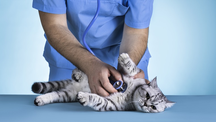 Domestic Cat, Veterinarian, Pets, Patient, Medical Exam