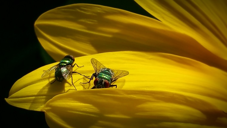 Bot Flies On Sunflowers