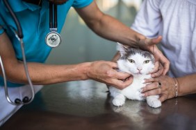 Sick cat being examined by a vet doctor in a veterinarian clinic