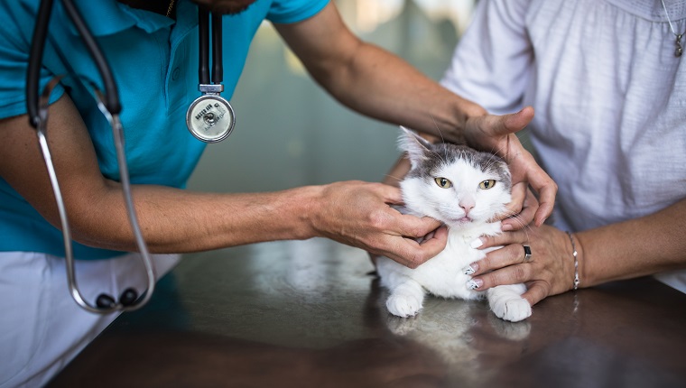 Sick cat being examined by a vet doctor in a veterinarian clinic