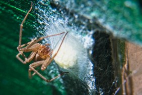 Closeup of a large Brown recluse spider watching over its eggs.