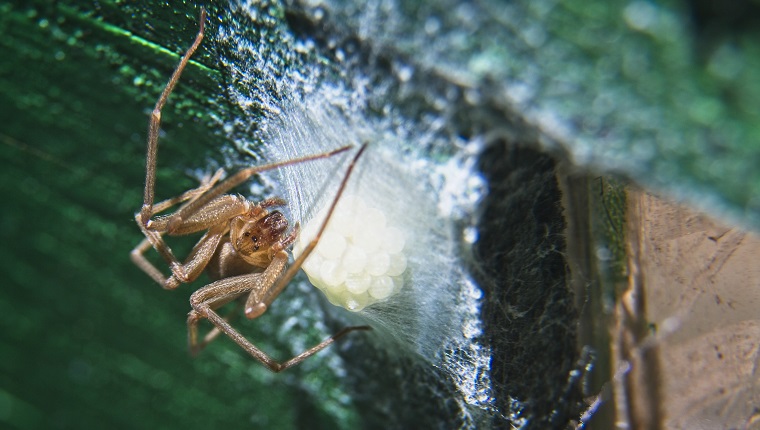 Closeup of a large Brown recluse spider watching over its eggs.