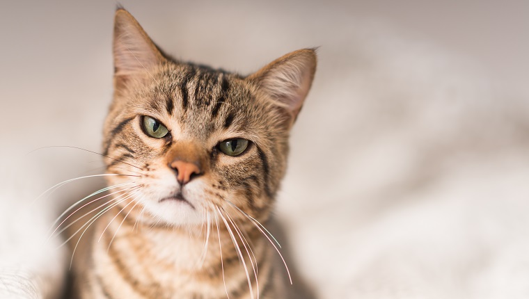 Beautiful angry domestic cat at home