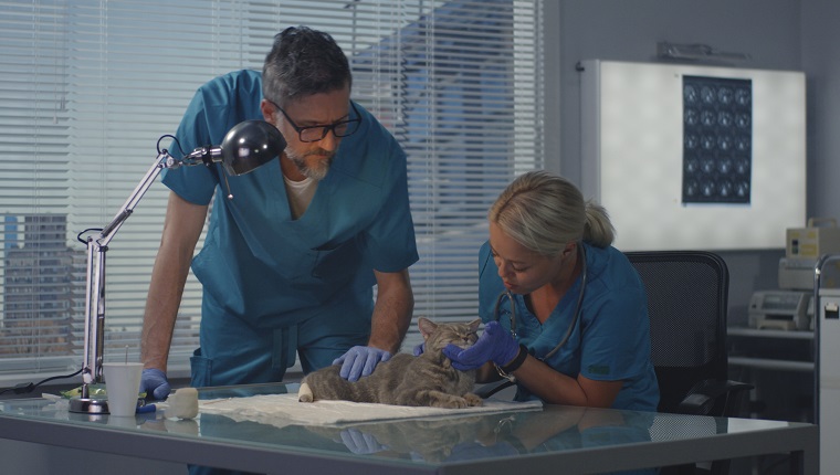 Medium shot of cat having ultrasound scan in a veterinary clinic