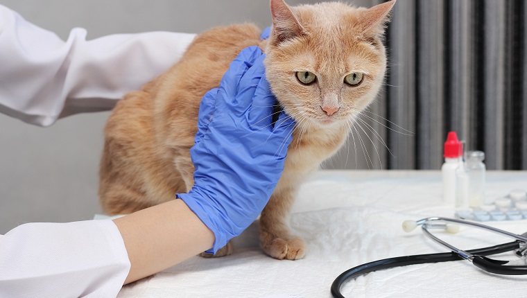 At the vet's. A red cat is being examined by a veterinarian. The vet holds the ginger cat on the table.