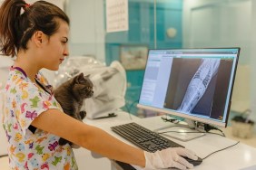 Vets examining X-ray