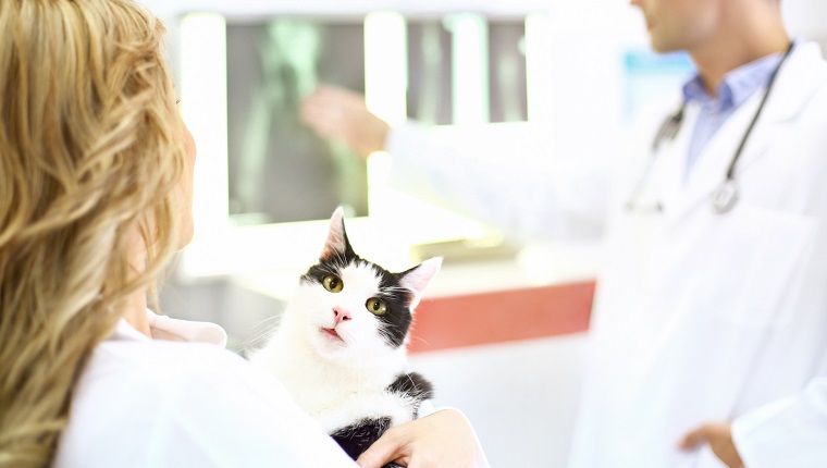 Mid aged male and female vets examining X rays of the cat female doctor is holding. Rear view. The cat is black and white and looking at camera, a bit scared and curious.