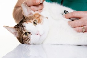 Vet examining cat.