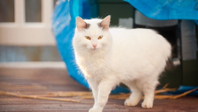 A beautiful white long haired cat walking away from the home made shelter that she spent the night in.