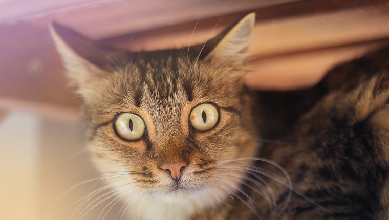 Brown cat with big yellow eyes under table with light.