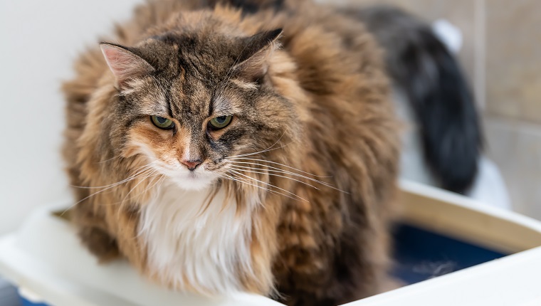 Closeup of sad calico maine coon cat overweight constipated sick trying to go to the bathroom in blue litter box at home looking down