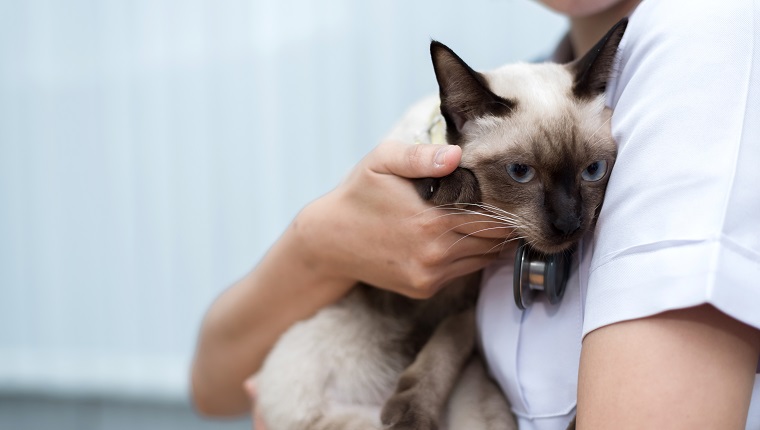 Veterinarian use stethoscope to diagnose cute cat for treat sick animal in Animal hospital ,animal health care concept