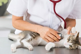 Veterinary performing auscultation a sick kitten in the clinic