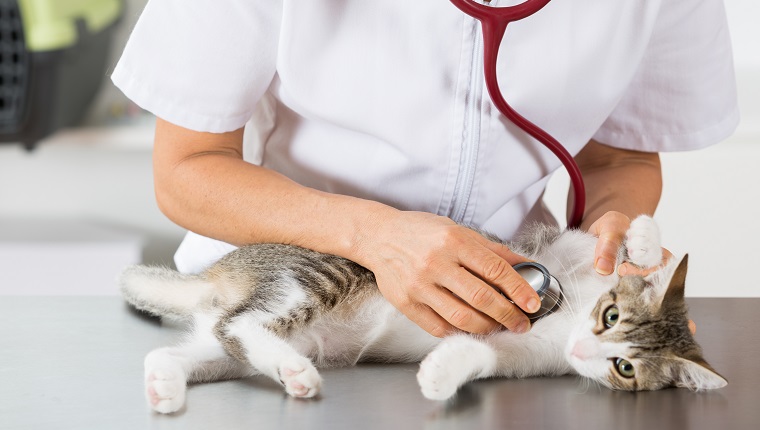 Veterinary performing auscultation a sick kitten in the clinic