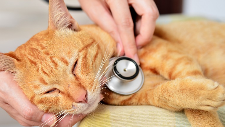 Veterinarian examining a kitten in animal hospital