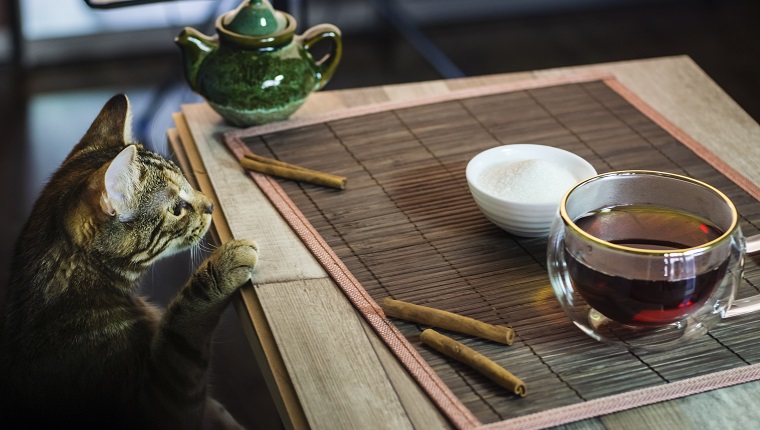 A curious kitten is interested in a still life with tea while the photographer is working in the studio backstage