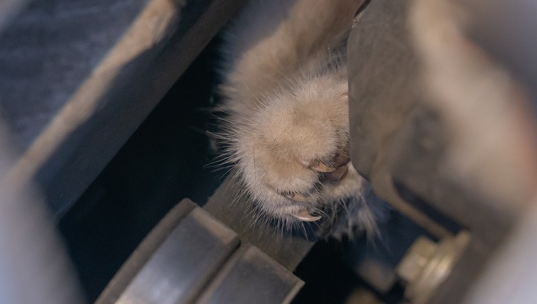 paw of a cat close-up, which is stuck under the hood of a car