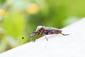 Deadly kissing bug Mexico. Blood sucker, infection is known as Chagas disease. Bugs infected with the parasite Trypanosoma cruzi