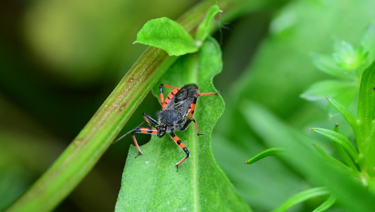 Rhynocoris annulatus