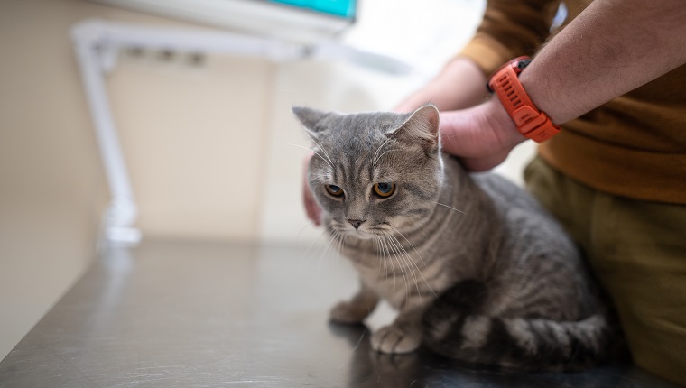 A sick cat of gray color of the Brin breed in the hands of the owner on examination in a veterinary clinic on the table. The pet was brought to the animal hospital for examination and treatment.