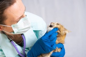 Veterinarian examining teeth of a cat while doing checkup at clinic. Animal Care Concept.