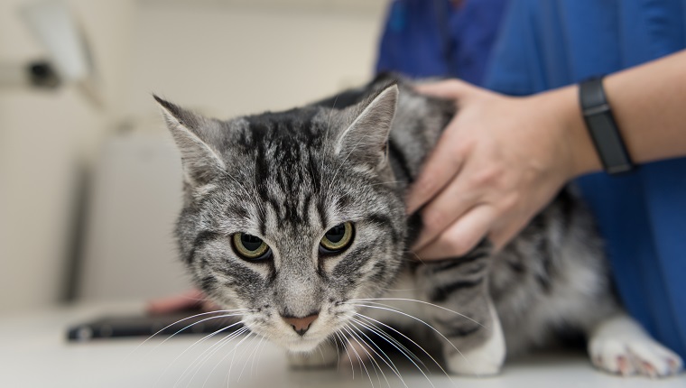 Cat in the veterinary practice. Veterinarian is X-ray the animal