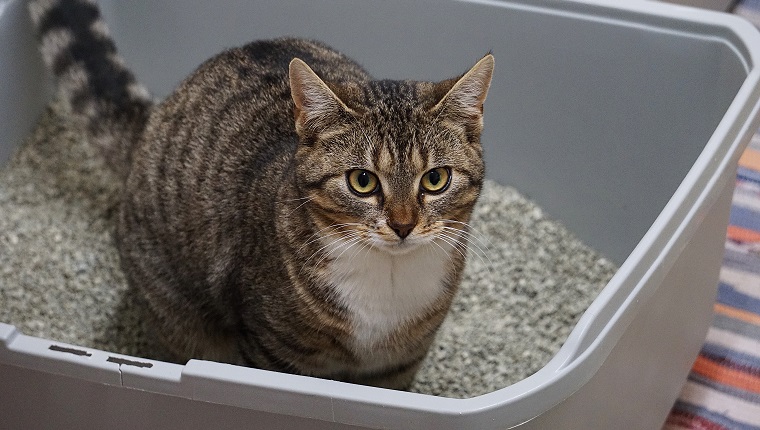 small beautiful cat is sitting in the litter box