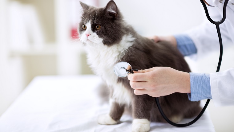 Cat check up at veterinarian office