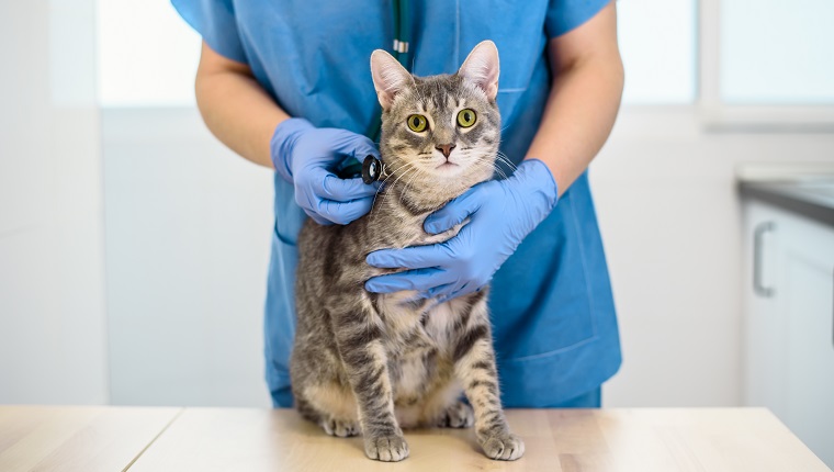 Female veterinarian doctor is examining a grey cat with stethoscope