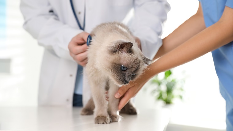 Professional veterinarians examining cat in clinic, closeup