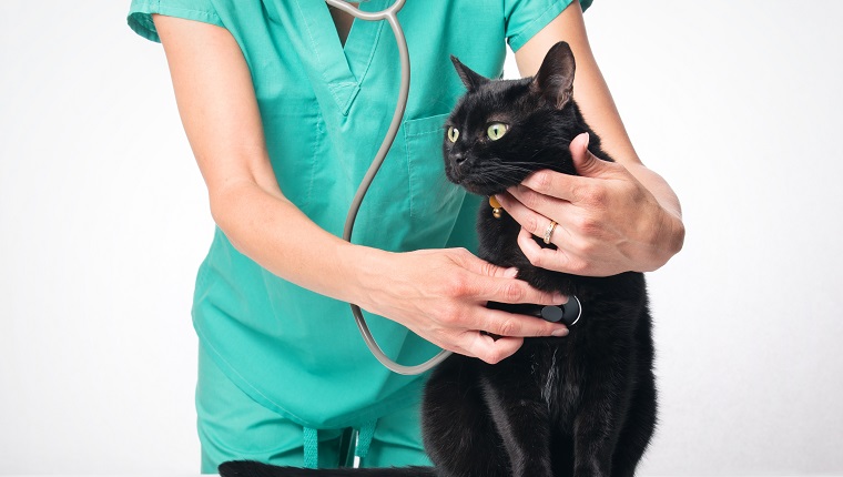 A black cat getting an examination by a veterinarian.