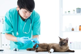 Veterinary concept. Veterinarian is doing syringe to check for blood. Analyze healthy of cat. Patients are vaccinated. Asian. Selective focus.