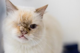 One Eyed Flame Point Cat with a Cat Toy Streamers in Grass Valley, CA, United States