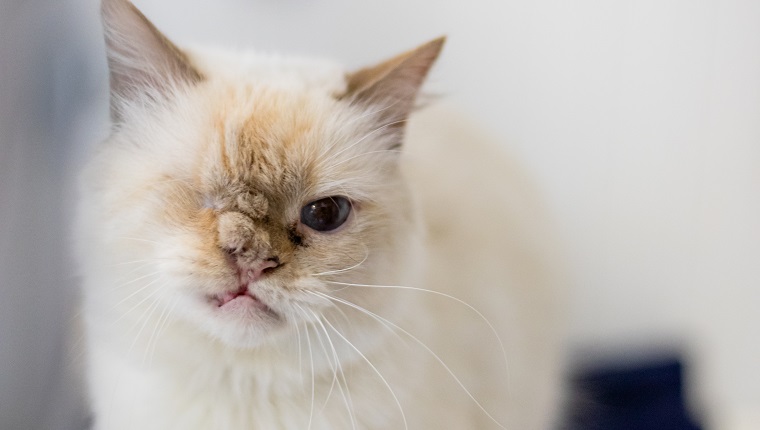 One Eyed Flame Point Cat with a Cat Toy Streamers in Grass Valley, CA, United States