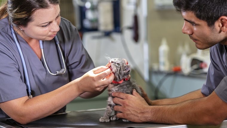 Veterinarian and veterinary technician examining a kitten at an animal hospital. A young Hispanic man is holding the cat still on an examination table while his coworker, a young woman, looks into the kitten's mouth and examines its teeth.