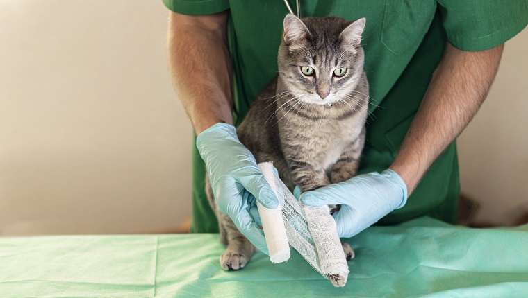 Sad grey cat with broken leg at vet surgery. Male doctor veterinarian with stethoscope is bandaging paw of grey cat at vet clinic.