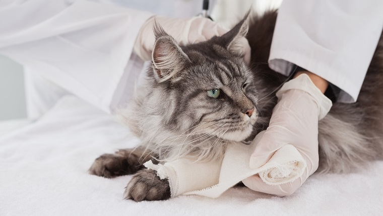 Vet doing bandage at grey cat in medical office