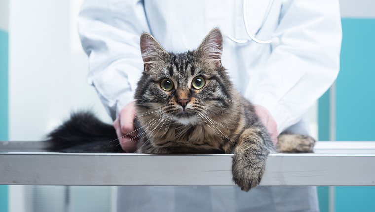 Veterinary caring of a cute cat, close up