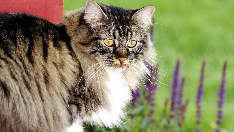 Beautiful Manx cat outside on front porch with garden in the background.