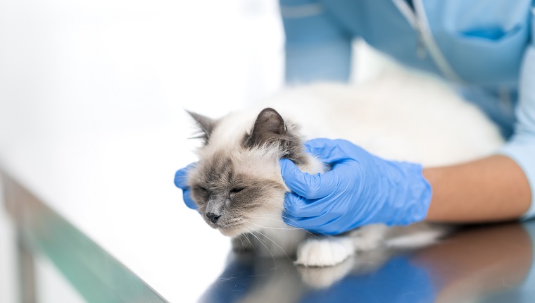 Professional female vet examining and cuddling a pet on the examination table, veterinary clinic concept