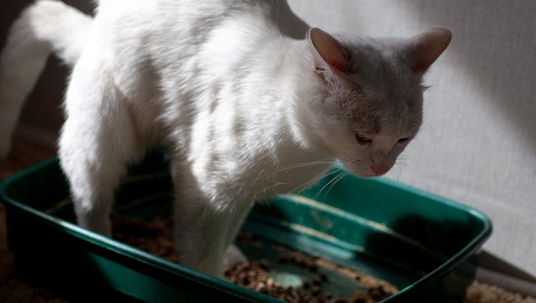 Closeup of cat overweight constipated sick trying to go to the bathroom in box at home sad looking down