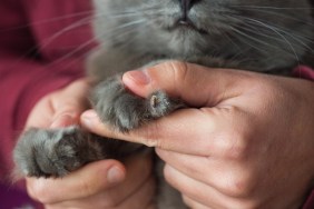 Paw of Chartreux cat with claw injury