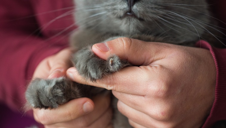 Paw of Chartreux cat with claw injury