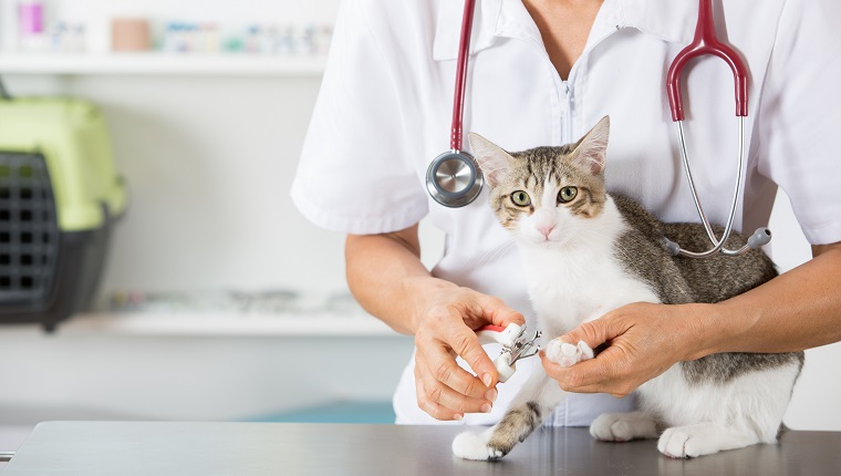 Cat in a veterinary clinic hairdresser cutting nails.